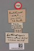 CollectionObject 1518584; bcc37376-7ef6-4226-9606-b9ba01f16caa, NHMUK015982108: labels (holotype). (CollectionObject).
