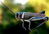 Diponthus crassus Bruner, 1910: male. (Otu).