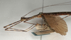CollectionObject 1560613; 7bafb07f-13f5-400e-b9aa-62a7e0b89197: copyright NMW, Vienna. male: head and thorax, lateral view (syntype). (CollectionObject).;CollectionObject 1560614; c907d110-1ce9-4b11-8ff1-126d7de763f9: copyright NMW, Vienna. male: head and thorax, lateral view (syntype). (CollectionObject).