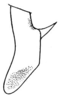 Conocephalus (Perissacanthus) strictoides (Caudell, 1906): Pl. XXIII, Fig. 30. dorsal outline of male cercus. (Otu).