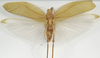 CollectionObject 1580274; 197c8c4f-4e3f-4cd5-b022-fb4f8a5e35da: female, dorsal view (lectoallotype). (CollectionObject).
