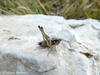 CollectionObject 1588200; 0ae2b885-3670-45b3-aec8-aee3d7d8bffd: male (MK: above Mladost Lake). (CollectionObject).