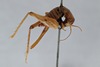 CollectionObject 2760222; 3eebfe35-16b8-4ca7-8627-35283715b969, CNCI 311951: Ceuthophilus uniformis. Lateral view. (CollectionObject).