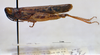 CollectionObject 1520580; 98f9cf18-a889-460f-91cf-bed9e3fd4d1b, NHMUK3235048: male, lateral view. (CollectionObject).