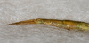 CollectionObject 1558999; 02de1d93-33bd-45d2-abd0-1240ed2f5f95: copyright USNM, Washington. female, end of abdomen, dorsal view (holotype). (CollectionObject).