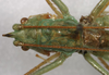 CollectionObject 1522239; 4c2d3553-bc57-408f-81ec-c4133d1b974d: male pronotum, dorsal view (holotype). (CollectionObject).