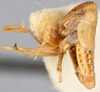 Habitus, lateral view on Diacra rugosa Emeljanov, 1961: holotype. (Observation).