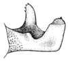 Apolinaria hygracantha (Karsch, 1896): Fig. 16 (Muzo, Boyacá, Colombia). male left cercus, dorsal view. (Otu).