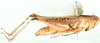 Eyprepocnemis plorans meridionalis Uvarov, 1921: as Eyprepocnemis capitata. lateral view. (Otu).