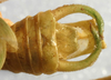 CollectionObject 1568302; 0eb2d2dc-79d9-4616-b735-01840e52ce9f: male cerci (paratype). (CollectionObject).