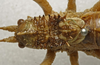 CollectionObject 1535887; de1a9c61-0c56-41e0-a893-afa9fcdd1377: male pronotum, dorsal view (syntype). (CollectionObject).