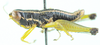 Labidioloryma strictoforceps Grunshaw, 1986: male, lateral view. (Otu).