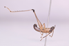 CollectionObject 1581157; f14a84b8-8ebb-4f38-a920-a879e0fc1c18: male, body in lateral view (Paramastax hirsutum paratype). (CollectionObject).