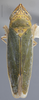 Habitus, dorsal view on Draeculacephala inscripta Van Duzee, 1915: Dorsal. (Observation).