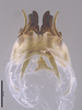 CollectionObject 2062724; 28ad0106-9cdd-4fb1-9d29-9ab9a3705564: Phallus, dorsal view. (CollectionObject).