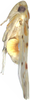 Habitus, lateral view: Habitus, lateral view. (Observation).