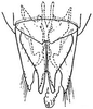 Subgenital plate: !! display not done !! on Doleranus vividus (Crumb, 1915): genital capsule, ventrally. (Observation).