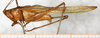 male, lateral view (syntype). Depicts CollectionObject 1531474; NMW 8356, 646e5900-392f-4ec6-870e-39c6dacc4fa7, a CollectionObject.