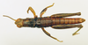 CollectionObject 1518362; 6ac4d332-9312-46a5-a0c9-d2a0a2b4cab6: male, dorsal view (holotype). (CollectionObject).