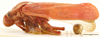 Habitus, lateral view: !! display not done !! on Locris rubra (Fabricius, 1794): (Observation).