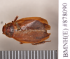 Oxyhaloa deusta (Thunberg, 1784): Holotype, female, dorsal. BMNH(E)#878090. (Otu).