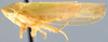 Habitus, lateral view: Gloridonus (Gloridonus) gloriosus, lateral habitus (NMNH). (Observation).