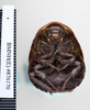 CollectionObject 1552857; NHMUK(SF IMPORT DUPLICATE) BMNH(E) 876170, 1d55a5bf-6289-4fec-995f-fa713eb0fe37: Copyright NHM, London. Syntype female, ventral view. (CollectionObject).