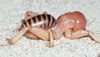 CollectionObject 2782495; 56ea7ecb-38c4-4583-85eb-1a10cea456ed, CAS Entomology type 20064: (CollectionObject).