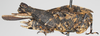 CollectionObject 1577240; 62d85746-7bae-456e-b0a4-1c164bbd35ad: female, lateral view. (CollectionObject).
