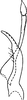 Stylus: Genital capsule, ventral view. (Observation).
