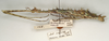 CollectionObject 1557090; d30b9910-6274-4c5a-8e32-3240ebaa97a3: copyright St. Petersburg. female, lateral view of synonym Antongilia echinops (holotype). (CollectionObject).