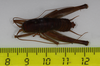 CollectionObject 1528063; d5819317-9336-4990-ae60-96bd54fd36fe: male, dorsal view (holotype). (CollectionObject).