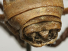 CollectionObject 1534976; fd2f53a9-d275-43dd-b680-4ee0d4295371: male cerci (lectotype). (CollectionObject).