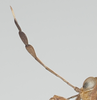 CollectionObject 1576819; 8a346e54-fbb5-4022-9dbf-aa5e01f6e5c0: female, antenna (paratype of Phaestus sumatrensis). (CollectionObject).