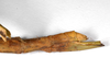 CollectionObject 1558428; 422080b7-dbed-4c79-985f-ff7f31ace417: copyright ZMHB, Berlin. female: end of abdomen, lateral view (syntype). (CollectionObject).;CollectionObject 1558429; 33a8bc7e-ff9e-4ab1-a245-de2b3d4f57d2: copyright ZMHB, Berlin. female: end of abdomen, lateral view (syntype). (CollectionObject).