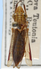 Habitus, dorsal view: !! display not done !! on Phera carbonaria (Melichar, 1924): female: Phera carbonaria, Brazil, Santa Catarina, NCSU. (Observation).