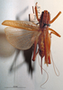 CollectionObject 1503252; MBBJ 3225972, 12c1627a-d942-4ed7-8f42-761fa9472ea1: female, dorsal view. (CollectionObject).