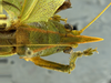 CollectionObject 1593131; 8a0523a6-84bc-4d0d-bd10-99a3a840171e: male head and pronotum, dorsal view. (CollectionObject).