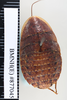 CollectionObject 1573264; d64948f0-cde7-470b-a054-2f4fa346a7a1: Copyright NHM, London. Nymph: dorsal view, non-type. (CollectionObject).