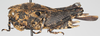 CollectionObject 1577240; 62d85746-7bae-456e-b0a4-1c164bbd35ad: female, lateral view. (CollectionObject).
