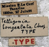 female labels (holotype of Tettigonia longealata). Depicts CollectionObject 1539809; ef41b6e2-a6df-478b-80bd-3eb0c35b0235, a CollectionObject.