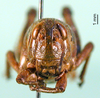CollectionObject 1501306; edd333fa-5570-4fd7-8efe-5de9fde2d025: female, frontal view (holotype). (CollectionObject).