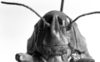 CollectionObject 1477910; 8700d41f-1ab6-4611-bd1d-a46a02a5cfce: Image Carbonell, C.S. female, frontal view (syntype). (CollectionObject).