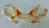CollectionObject 1580067; 69e60f67-1965-4b70-bcff-324050310e7e: epiphallus, dorsal view (paratype). (CollectionObject).