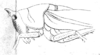 Lanista annulicornis (Walker, 1869): Pl. III, Fig. 17. head and pronotum, lateral view (pronotum length in male 10-11 mm). (Otu).