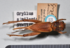 copyright Natural History Museum, London. female, dorsal view (syntype of Gryllus similaris). Depicts CollectionObject 1520794; 3f4b27ee-c741-4910-a655-36b05ed2b11f, a CollectionObject.