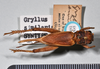 CollectionObject 1520794; 3f4b27ee-c741-4910-a655-36b05ed2b11f: copyright Natural History Museum, London. female, dorsal view (syntype of Gryllus similaris). (CollectionObject).
