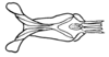Aleuas paranensis Carbonell, 2008: Fig. 32F. endophallus, dorsal view. (Otu).