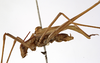 CollectionObject 1529792; 7bad1311-88a8-4859-9d12-96b506800284: male, lateral view (lectotype). (CollectionObject).