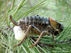 CollectionObject 1591185; 95d2656d-7a1f-4148-9869-2b92c89a88cf: female (BG: E Rhododpe Mts, Ivaylovgrad). (CollectionObject).